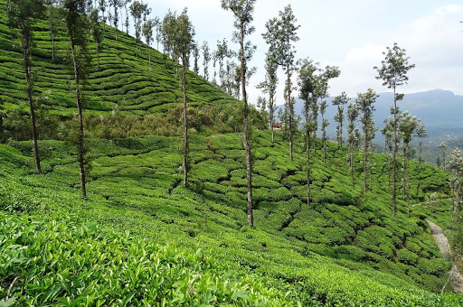 Some Tea Gardens of Darjeeling, India