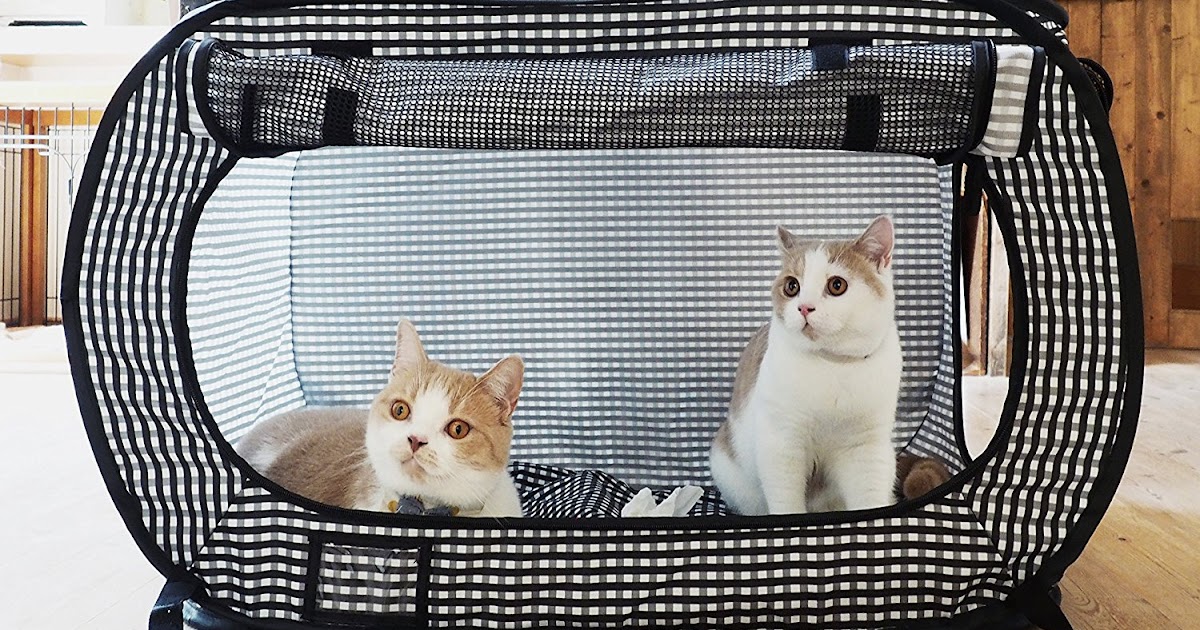 How to Create a Kitten Playpen