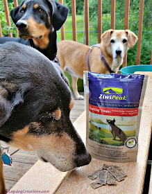 The Lapdogs think #ZiwiPeak Venison Good-Dog treats are delish! Real Meat - Grain Free - Made in New Zealand #ChewyInfluencer #dogtreats #trainingtreats ©LapdogCreations