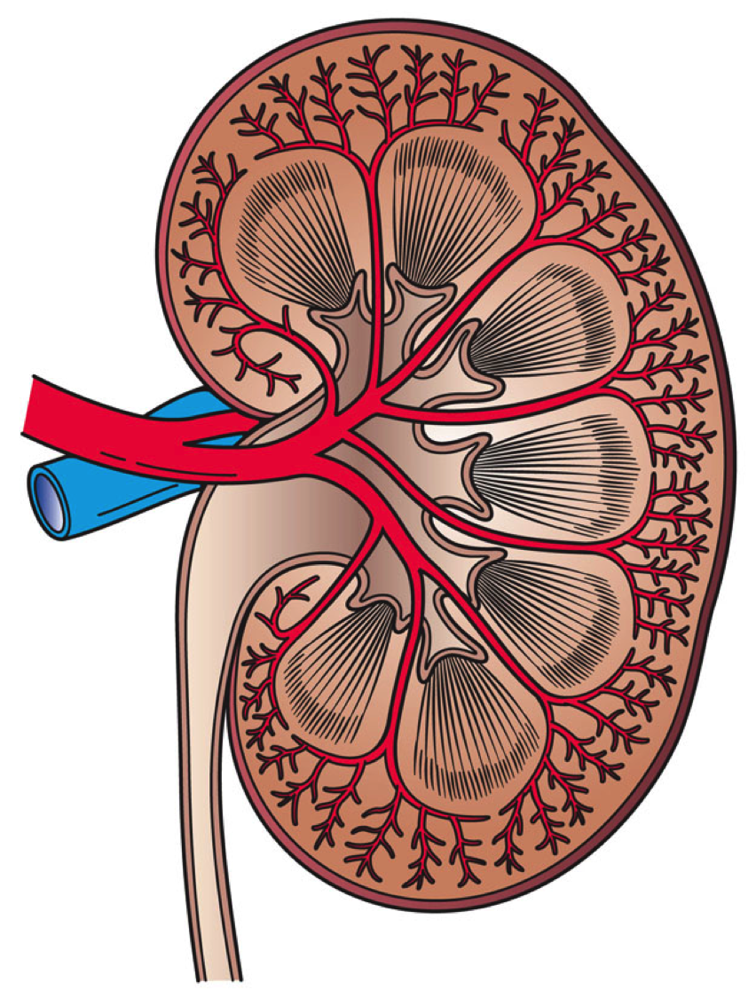 find-everything-structure-function-of-kidney
