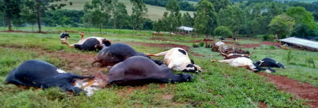 Luiziana: Vacas de leite são atingidas por raio