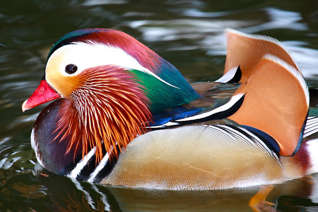 Mandarin Duck adalah bebek paling cantik di dunia