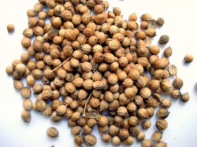 cilantro seeds