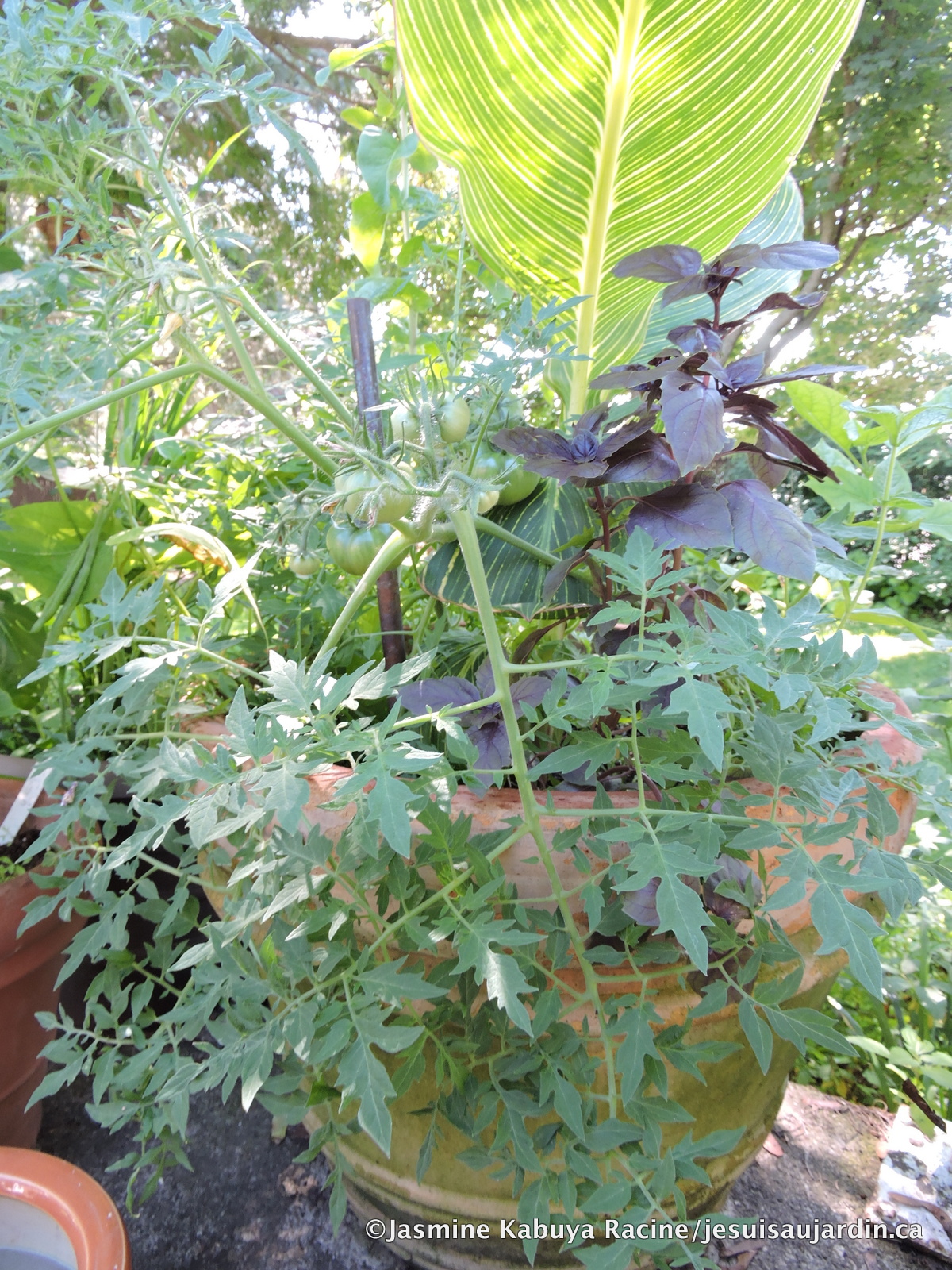 Mahoniabealei Instagram Posts Gramho Com