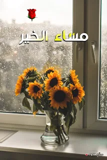 مساء الخير, صور مساء الخير, صور, مساء الخير