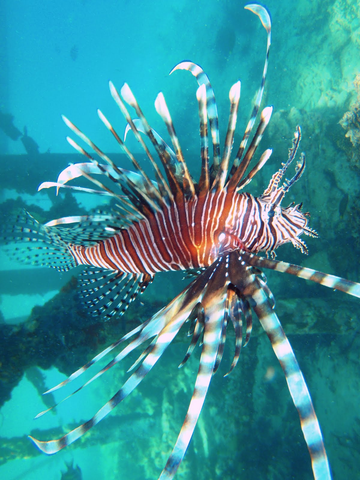 världen är vacker Drakfisk