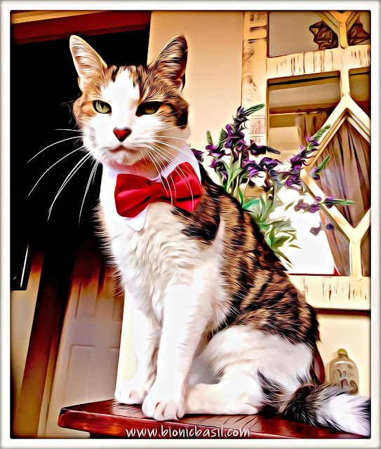 Basil's Epically Epic Bowtie Selfie ©BionicBasil® Caturday Art