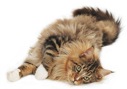 Maine Coon - Pets Cute and Docile