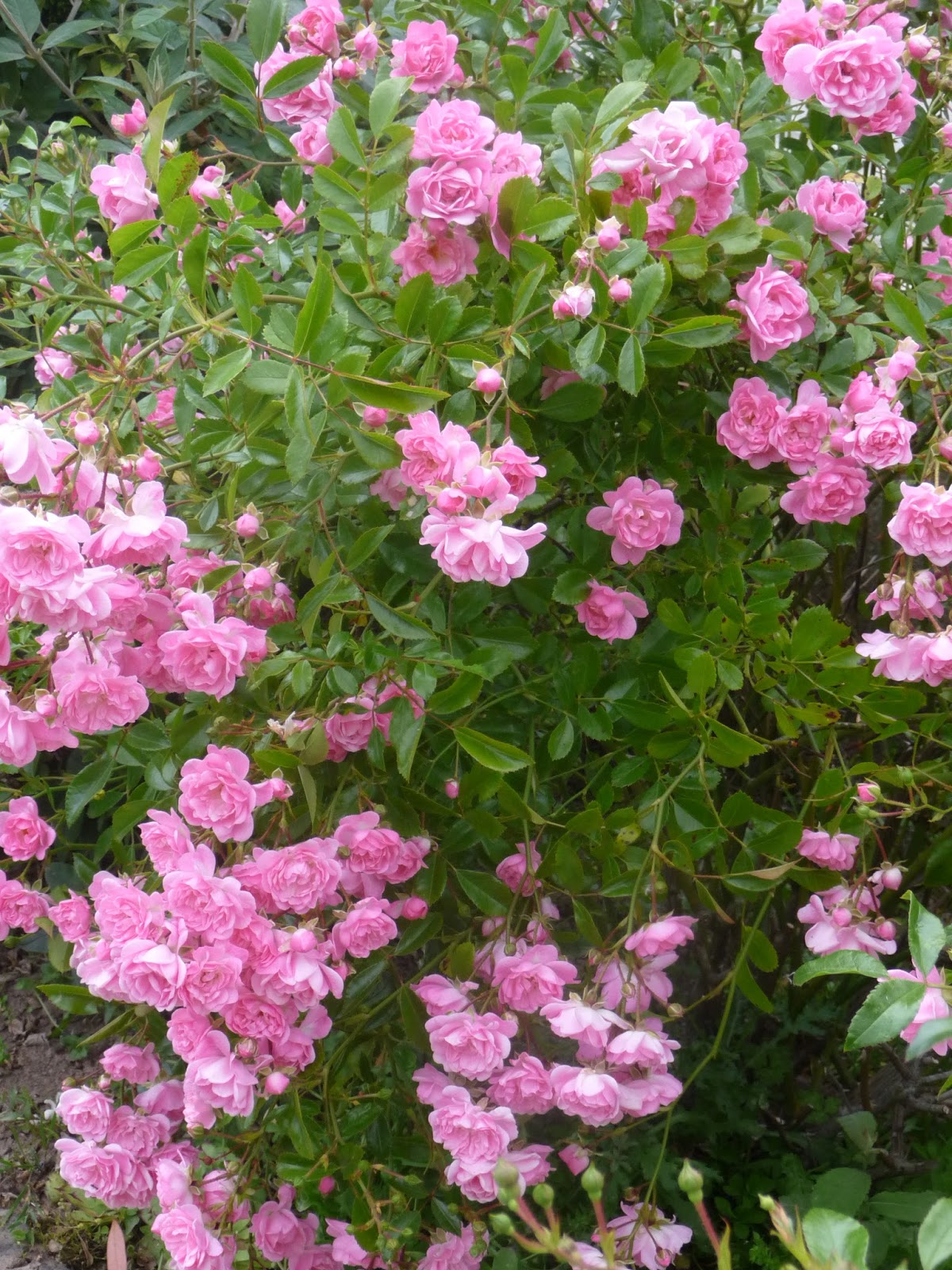 Ma Planete Jardin Le Pittosporum Tenuifolium Panache Un Arbuste