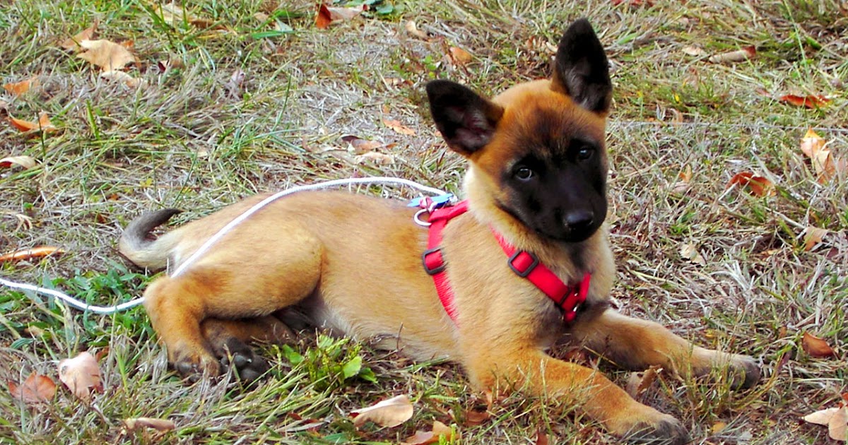 Meilleur âge pour élever un nouveau Malinois (Faits importants)
