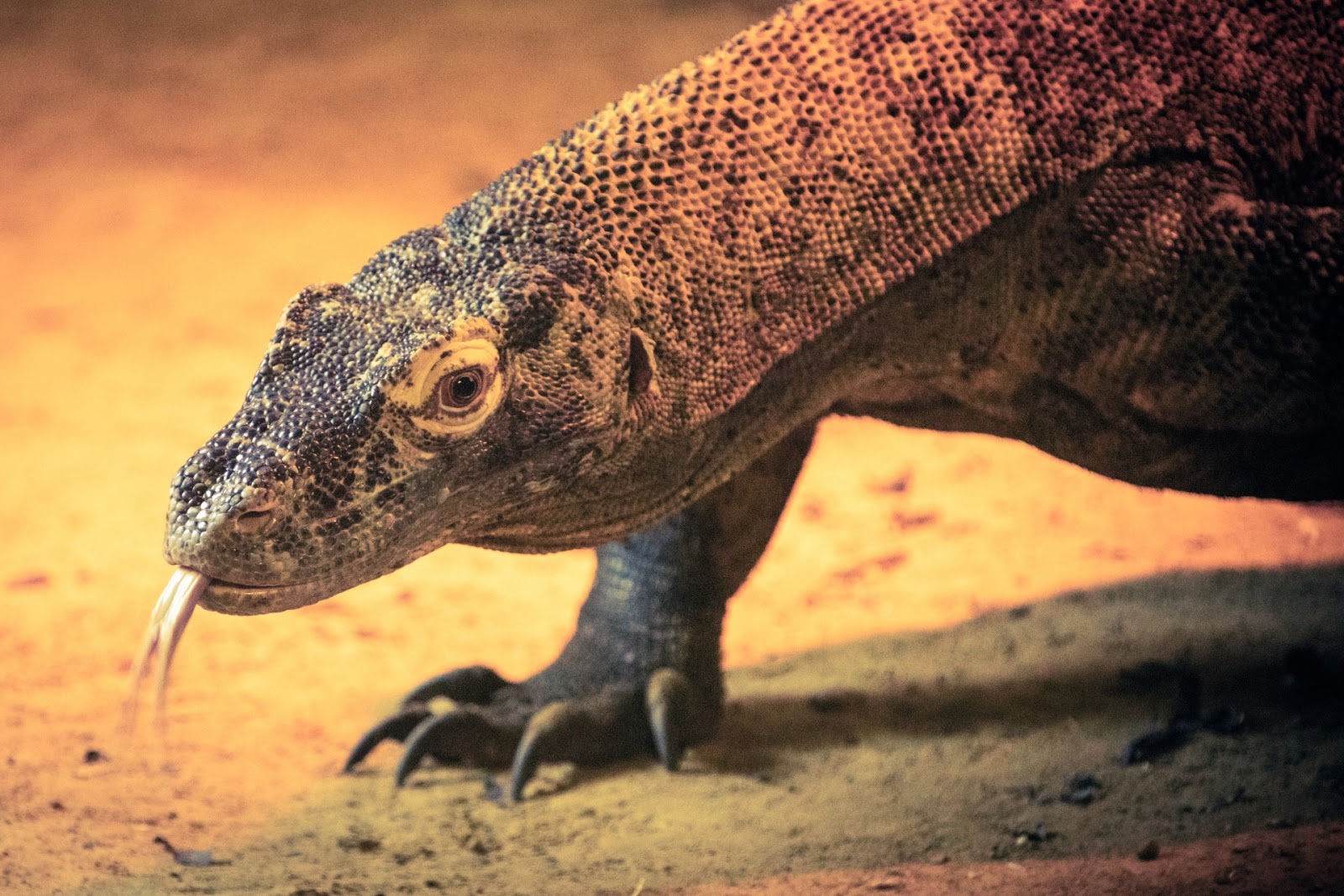 Komodo Dragon - The last dragons left on the planet