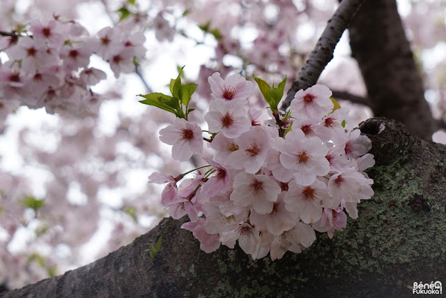 舞鶴公園の桜、福岡
