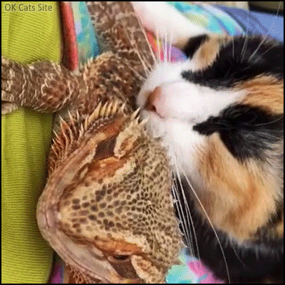 Amazing Cat GIF • Crazy Calico Cat uses a big lizard as a petting/scratching tool