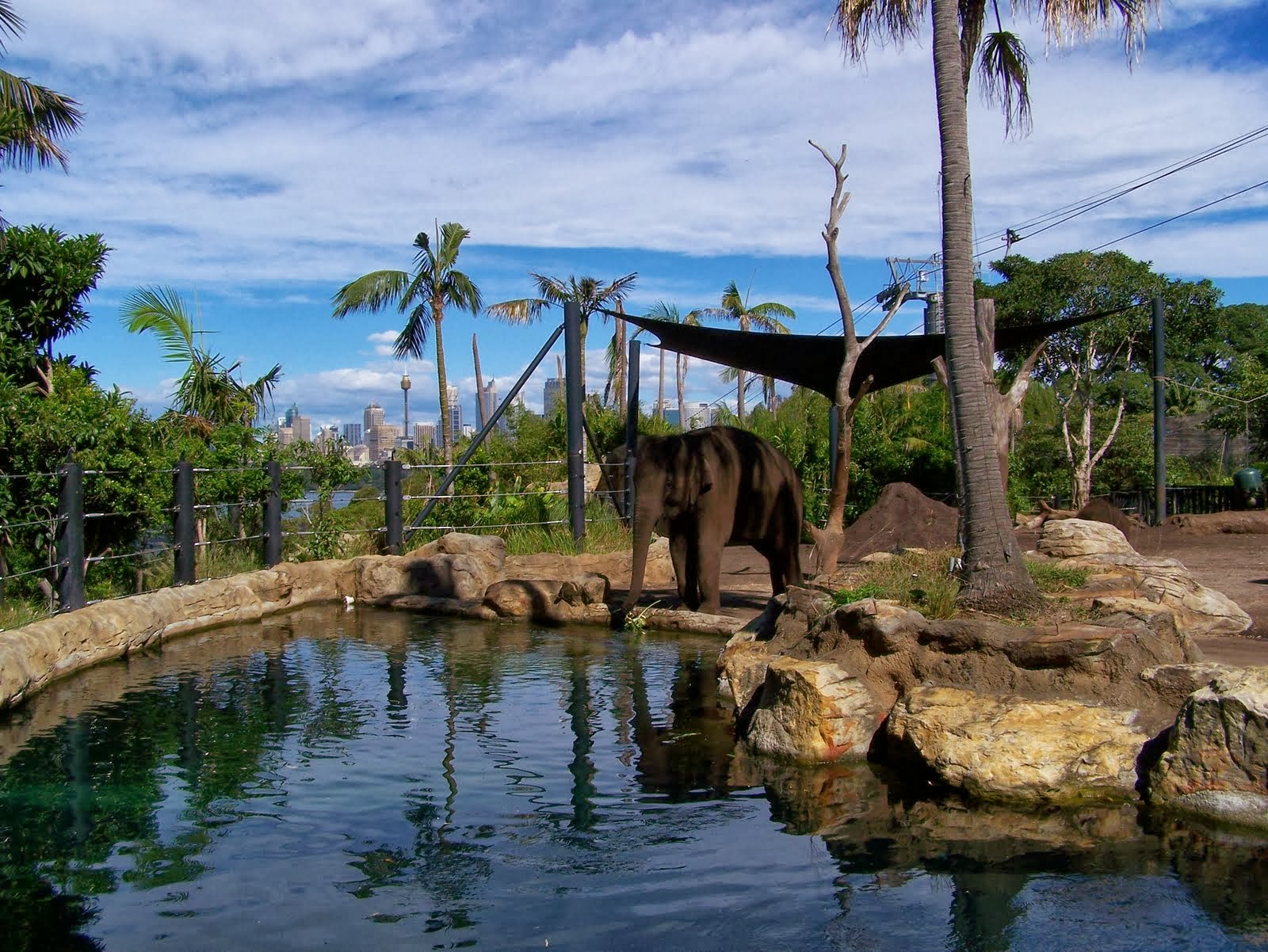 Зоопарк таронга