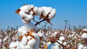 Cotton Grading in Textile