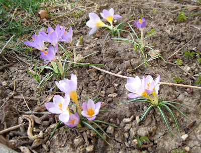 Spring Flowers