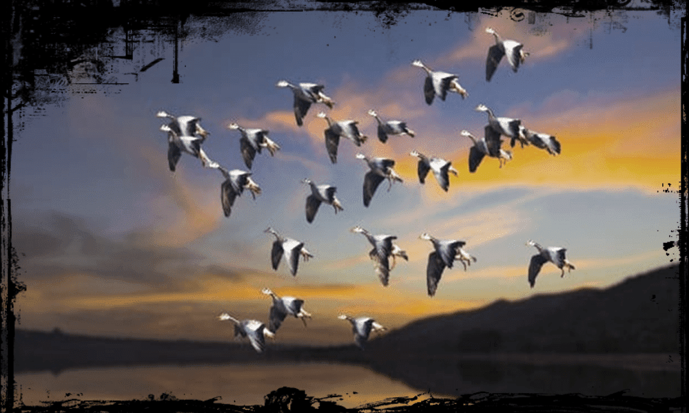 Kode Alam Jitu Mimpi Burung Merpati Murung