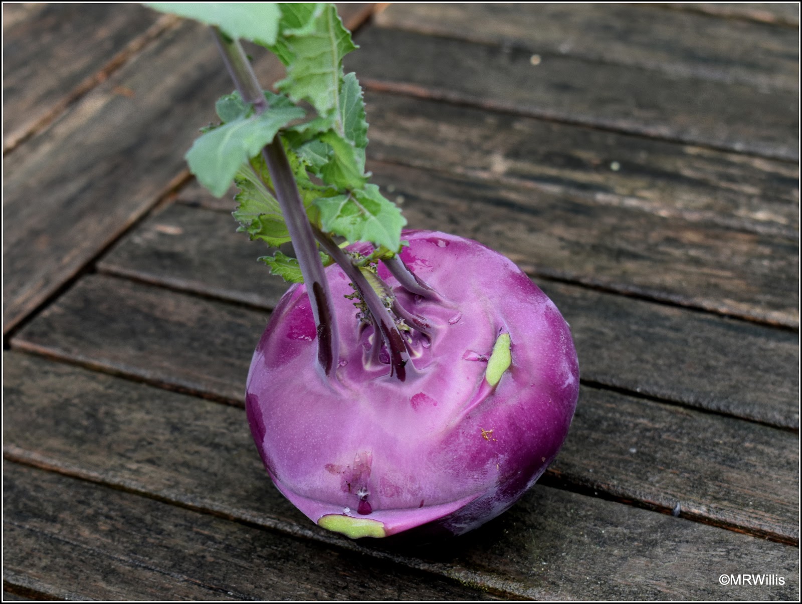 Mark's Veg Plot Harvesting Kohlrabi