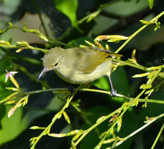 Little Green Sunbird