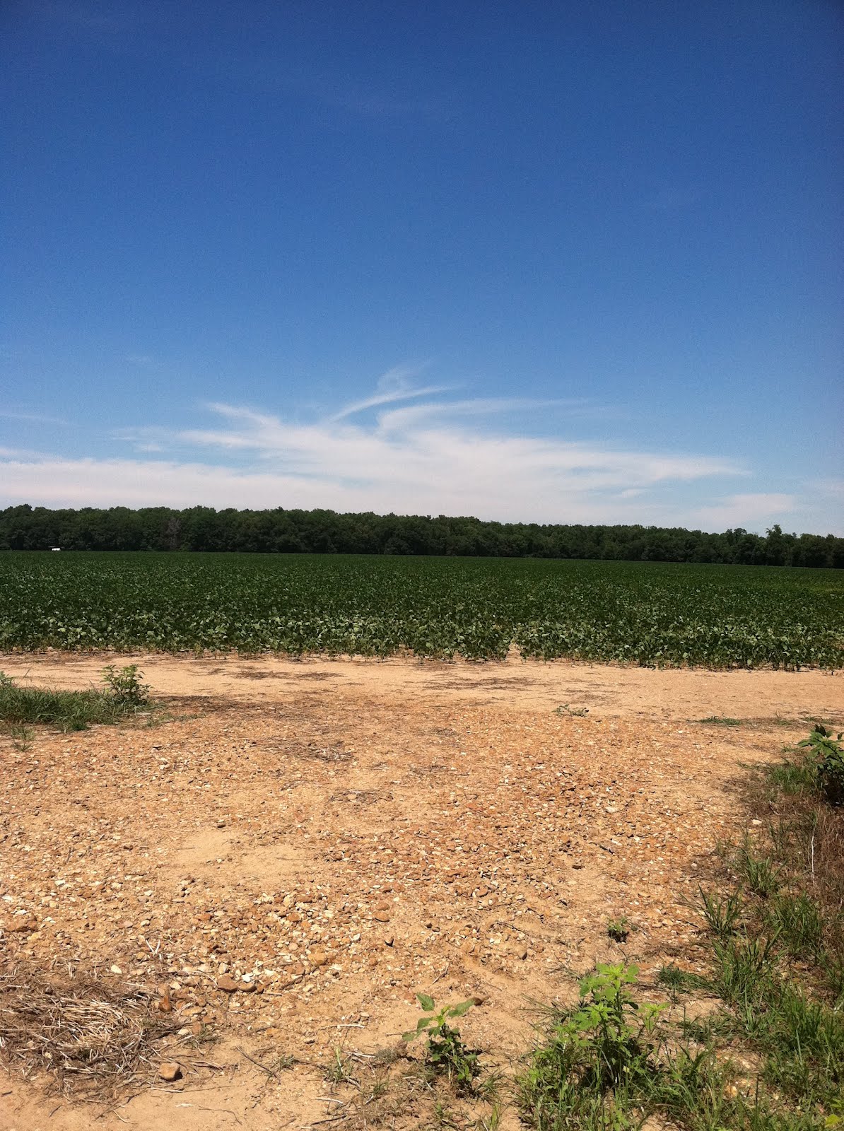 to Ma'am and Dadgum's House Arkansas Trip Cotton Plant