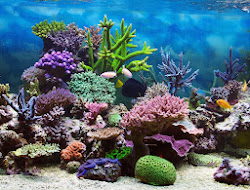 coral reef sea reefs under underwater deadly were colors colorful bed cut kilos bust stories travel creatures would