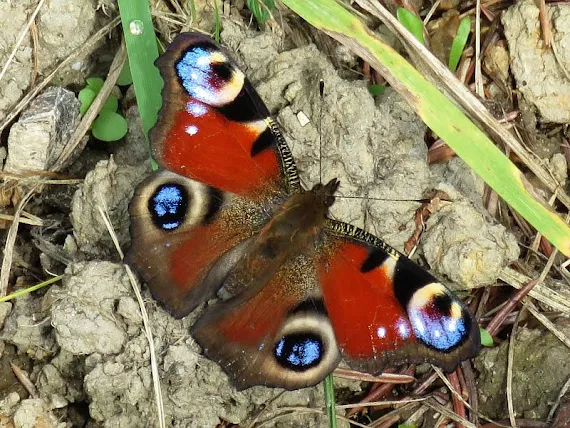 Rusałka pawik (Aglais io) rusalka