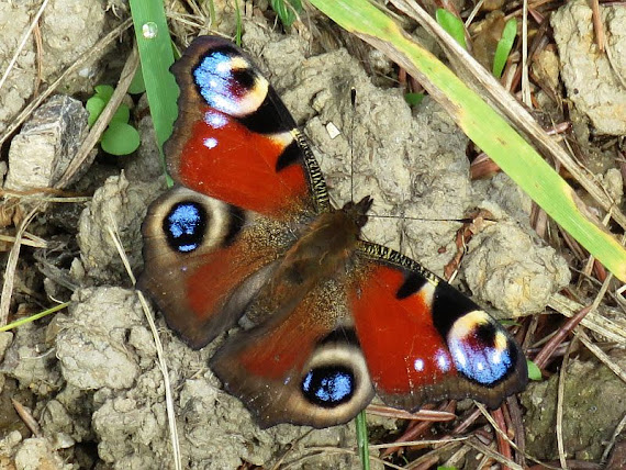 Rusałka pawik (Aglais io) rusalka