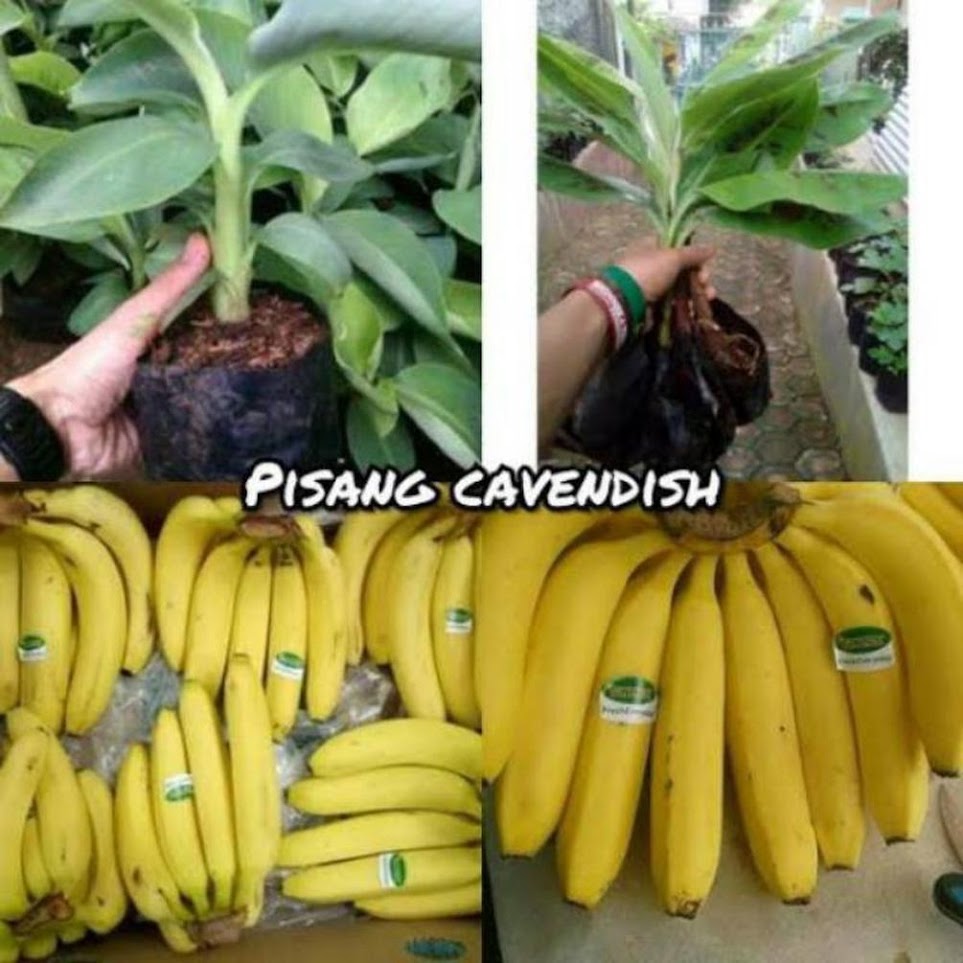 Bibit Pisang Cavendish Cocok Untuk Produktif Buah alphaspin010