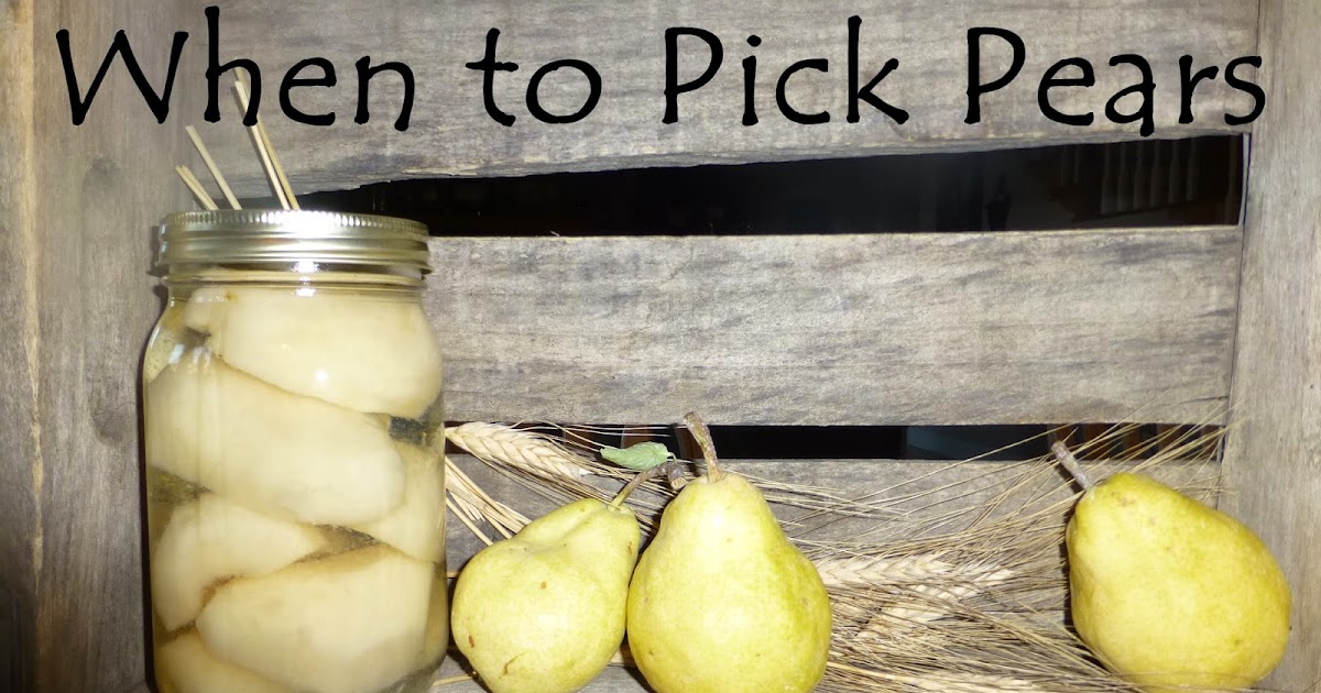 Growing Organic When to Pick Pears