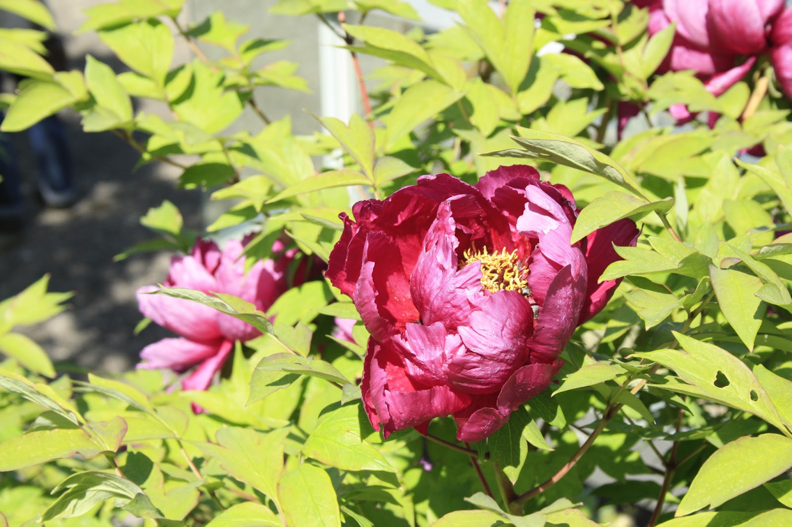 Unterfrankes Welt Botanischer Garten Wurzburg Pfingstrosenbluten