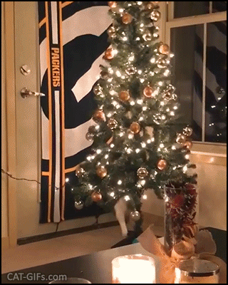 Christmas Cat GIF • Naughty cat climbs up Xmas tree and knock it in the wall. CATastrophe at all homes of cat lovers. Christmas Cat GIF • Naughty cat climbs up Xmas tree and knock it in the wall. CATastrophe at all homes of cat lovers.