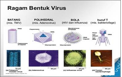 Sejarah Penemuan Virus, Ciri-Ciri Virus, Struktur Tubuh Virus dan Klasifikasi Virus