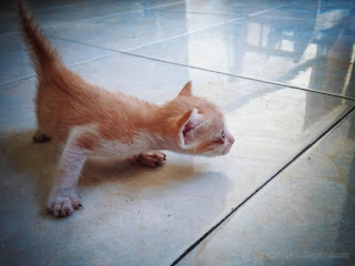 Cute Brown Color Young Baby Cats Walk Looking For Mom On The House Floor North Bali Indonesia