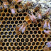 أسباب توقف ملكات النحل عن وضع البيض في الشتاء