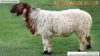 patanwali sheep breed