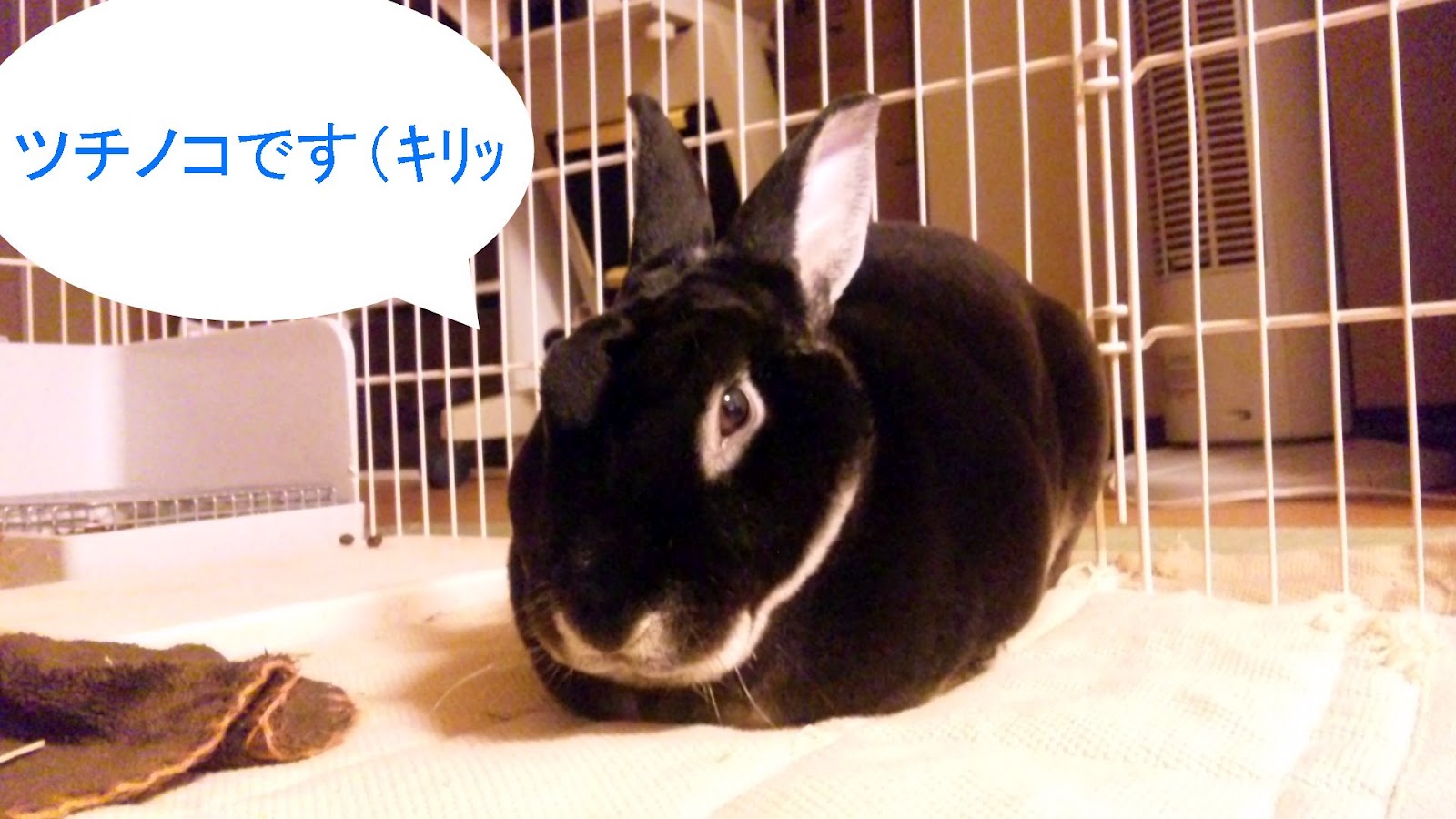 うさぎドロップキック低空式 モモタスのお留守番