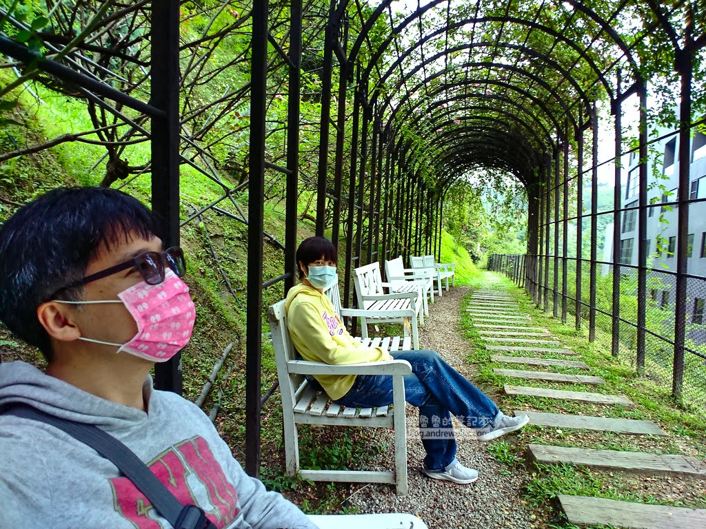 苗栗景點,雅聞七里香玫瑰森林,苗栗親子旅遊