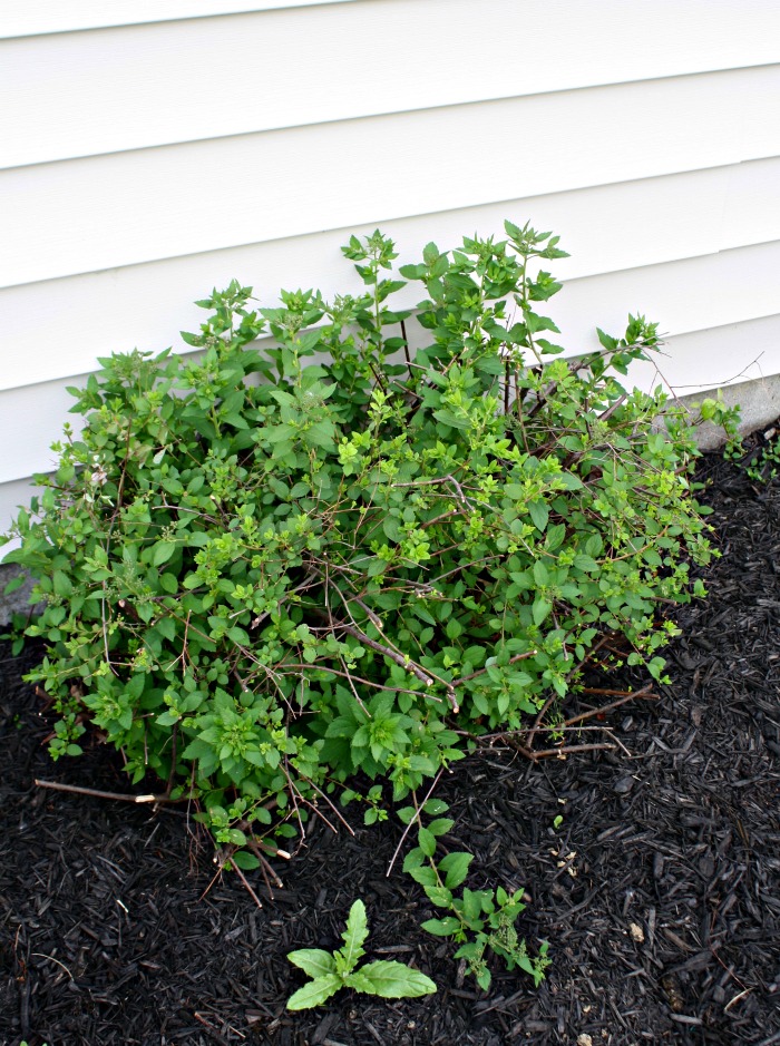 43 Best Fringe Flower Shrub Images In 2020 Garden Shrubs Plants