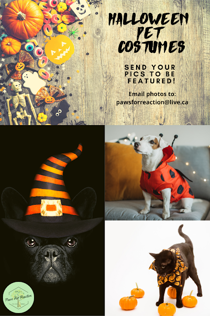 Looking for spooky pets in Halloween costumes to be featured | Paws for ...