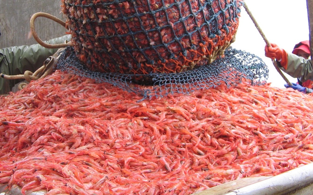 Information about the Shrimp Export Data Indonesia Shrimps Supplier