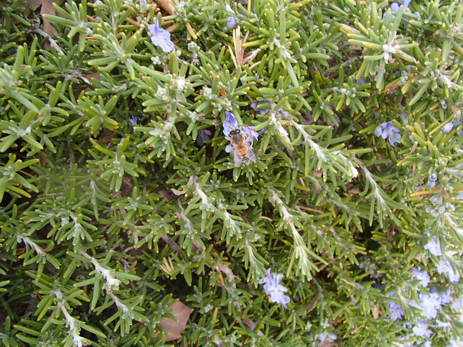 Xtremehorticulture of the Desert Plants (and other things) That