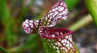  Bau  busuk pada  bunga  raflesia  merupakan bentuk adaptasi 