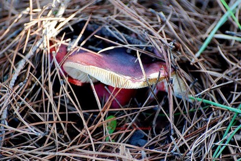 Fungo Russula emetica