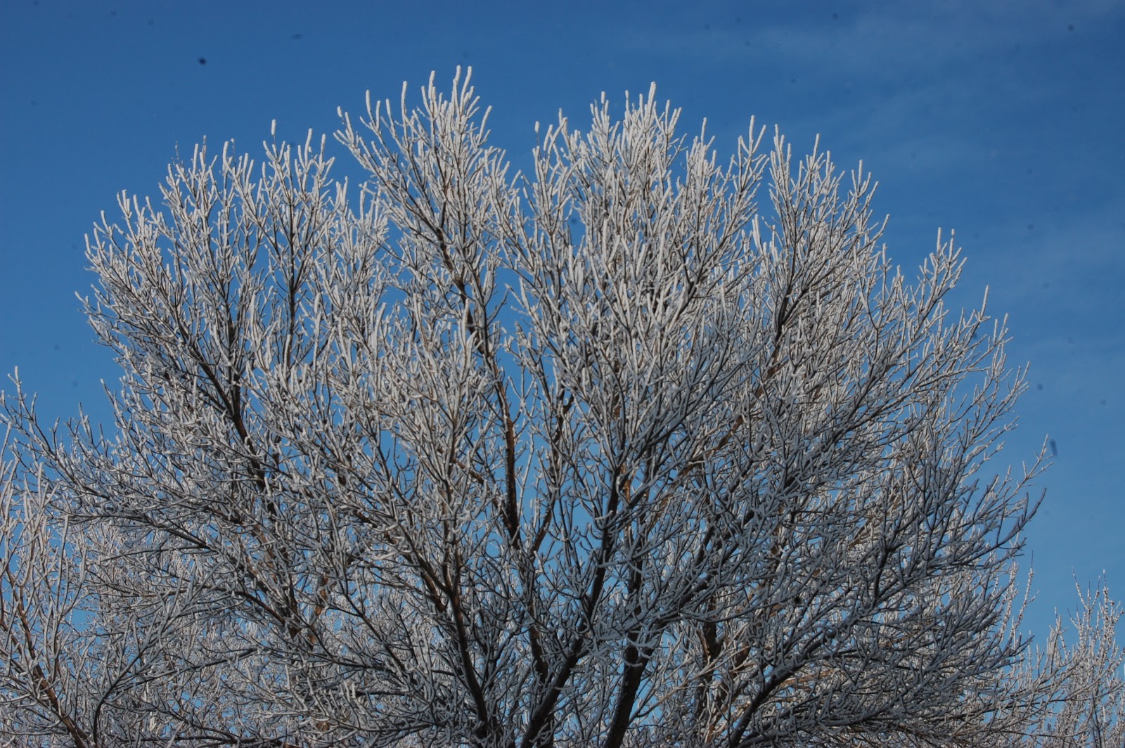 Back40 bringing back the old ways Tree Frost