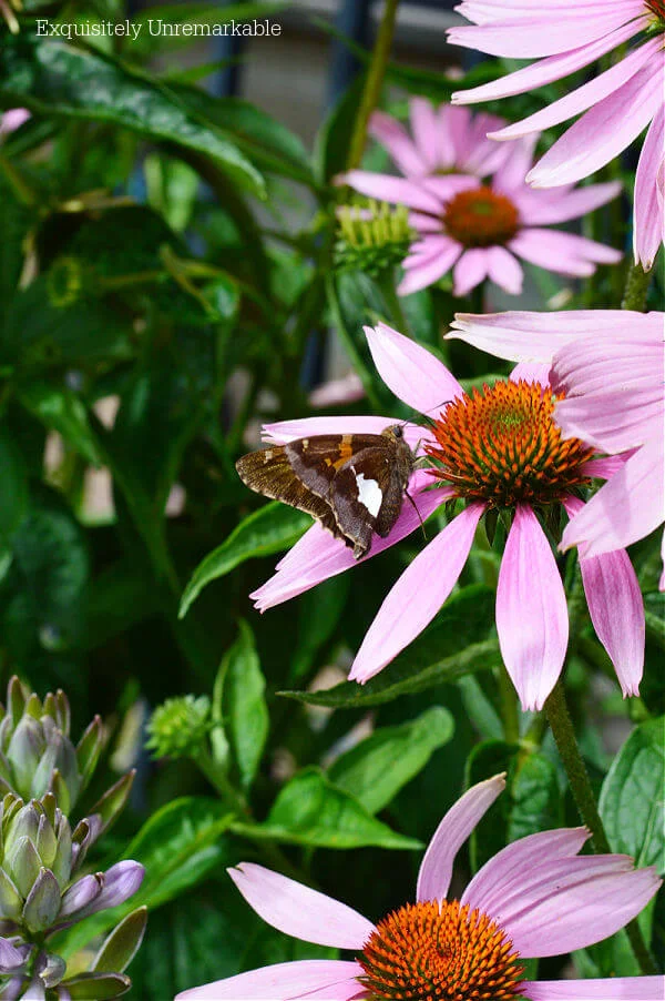 Butterfly On Pink Coneflower