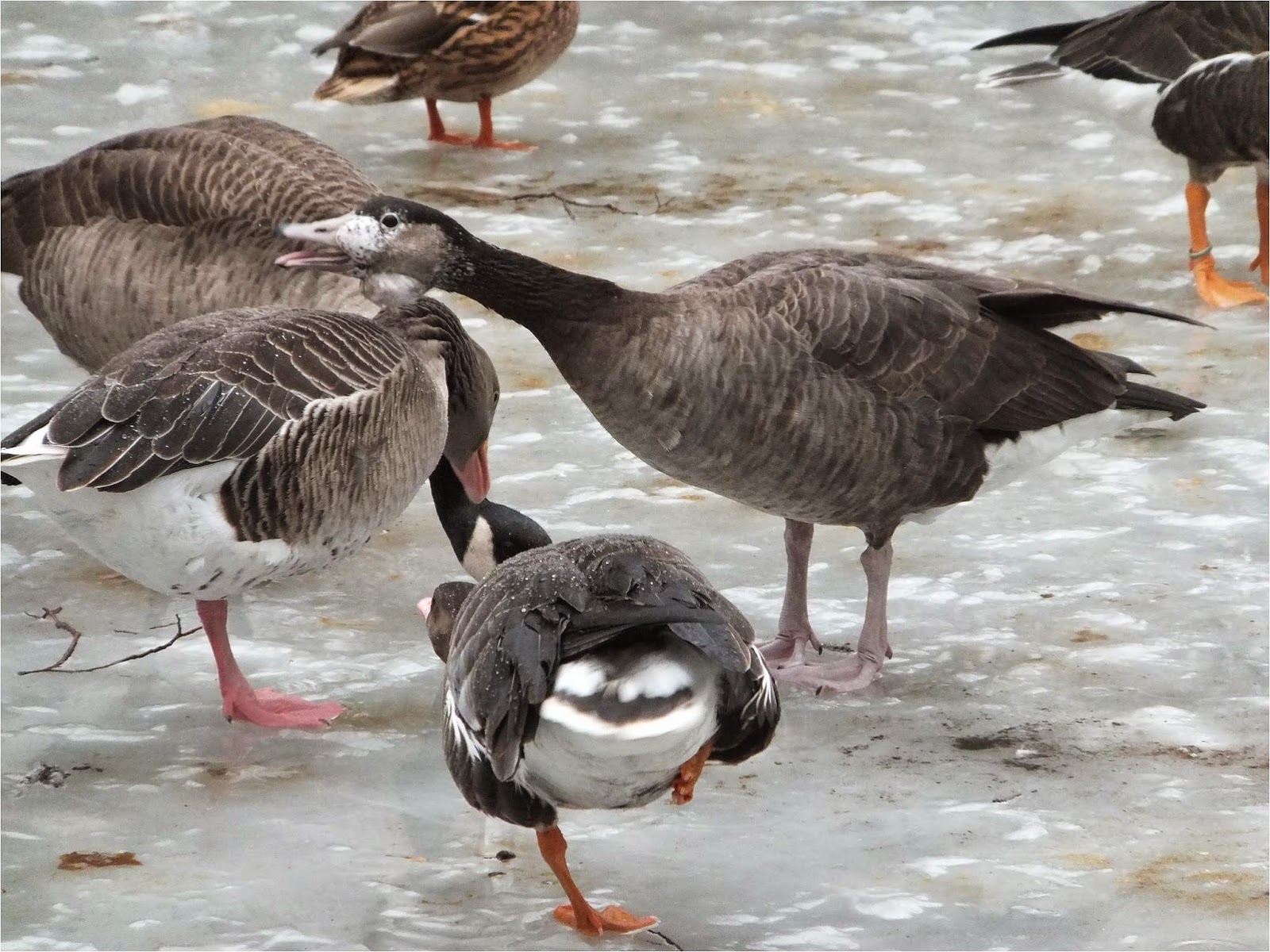 Bird Hybrids Greylag Goose x Canada Goose