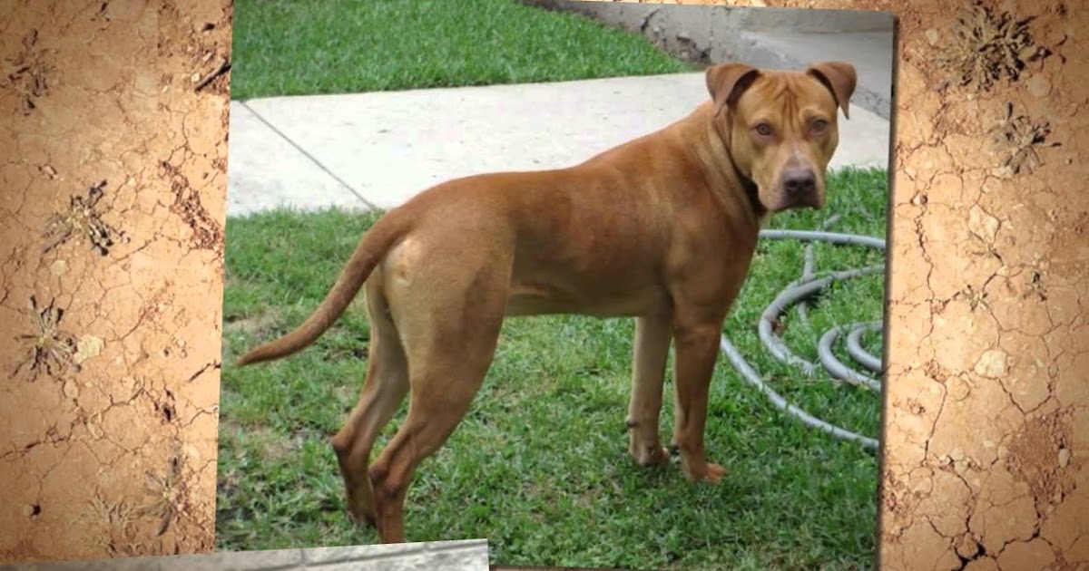 Rhodesian Ridgeback Boxer Mix Temperament, Size, Lifespan, Adoption, Price