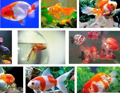 Kenapa Ikan Mas Koki Mudah Mati? Ini Jawabannya Kenapa Ikan Mas Koki Mudah Mati? Ini Jawabannya