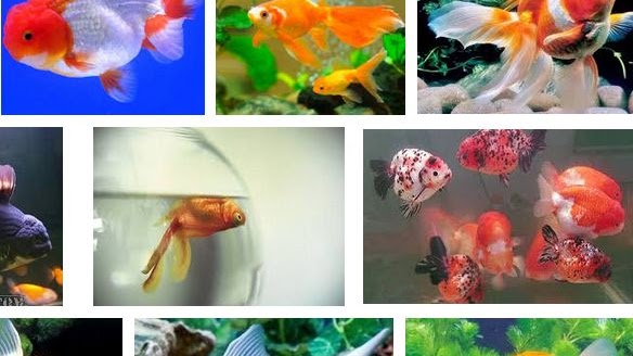 Kenapa Ikan Mas Koki Mudah Mati Ini Jawabannya