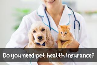 Do you need pet health insurance?